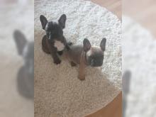 Puppies for sale french bulldog - Bulgaria, Shumen