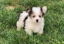 Puppies for sale yorkshire terrier - Spain, Salamanca