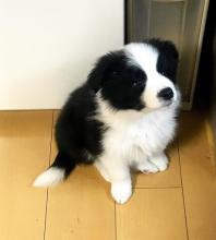 Puppies for sale border collie - Ireland, Clare