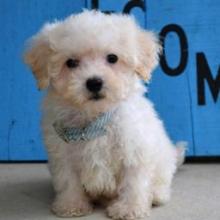 Puppies for sale maltese - United Kingdom, Norfolk Island