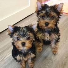 Puppies for sale , yorkshire terrier - Poland, Warsaw