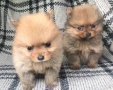 Puppies for sale pomeranian spitz - Portugal, Braga