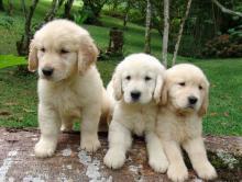 Puppies for sale , golden retriever  - Czech Republic, Prague