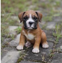 Puppies for sale , boxer - Belarus, Minsk