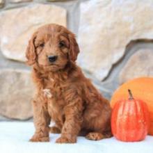 Puppies for sale , cockapoo - United Kingdom, New York