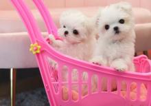 Puppies for sale maltese - Spain, Seville