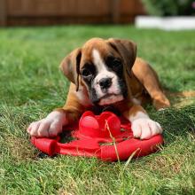 Puppies for sale boxer - Finland, Helsinki