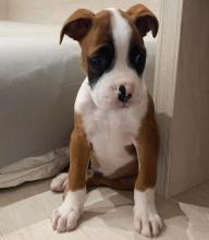 Puppies for sale boxer - Netherlands, Amsterdam