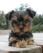 Puppies for sale yorkshire terrier - Poland, Warsaw