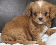 Puppies for sale , cavapoo - Turkmenistan, Ashgabat