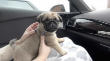 Puppies for sale pug - Canada, Ontario, London