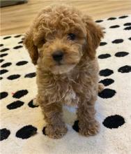 Puppies for sale mixed breed, cockapoo - United Kingdom, Manchester