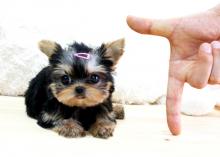 Puppies for sale , yorkie puppies - Turkmenistan, Ashgabat