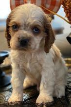 Puppies for sale cocker spaniel - Ukraine, Chernihiv