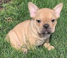 Puppies for sale french bulldog - Kazakhstan, Kostanai