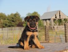 Puppies for sale , german shepherd - Romania, Alexandria