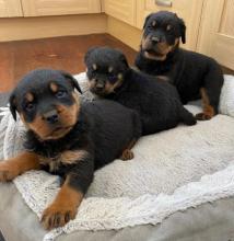 Puppies for sale rottweiler - Portugal, Lisbon