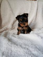 Puppies for sale yorkshire terrier - USA, Illinois