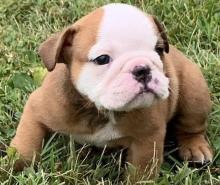 Puppies for sale english bulldog - Belarus, Grodno