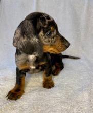 Puppies for sale dachshund - Sweden, Sundsvall