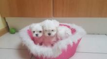 Puppies for sale maltese - Sweden, Sundsvall