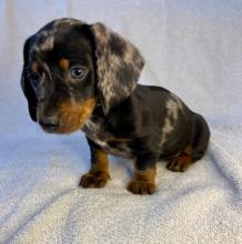 Puppies for sale dachshund - Italy, Modena