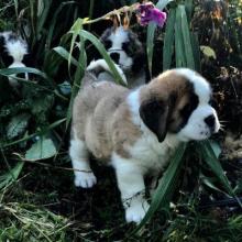 Puppies for sale , saint bernard puppies - United Kingdom, Dover