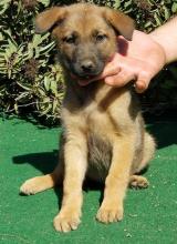 Puppies for sale other breed, belgian malinois - Spain, Alicante