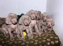 Puppies for sale weimaraner - Cyprus, Nicosia