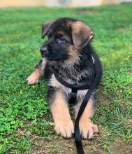 Puppies for sale german shepherd dog - Russia, Ivan