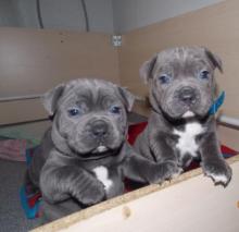 Puppies for sale staffordshire bull terrier - Latvia, 