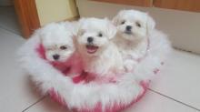 Puppies for sale maltese - Cyprus, Nicosia