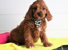 Puppies for sale , cavapoo - United Kingdom, Glasgow