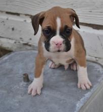 Puppies for sale boxer - Luxembourg, Luxembourg