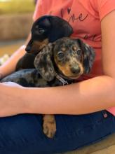 Puppies for sale dachshund - Sweden, Norcheping