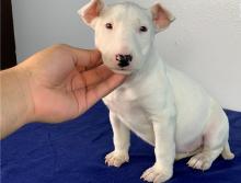 Puppies for sale bull terrier - Malta, Valletta
