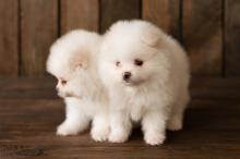 Puppies for sale pomeranian spitz - Austria, Linz