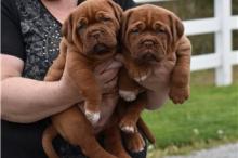 Puppies for sale bordeaux dog - Germany, Halle