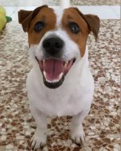 Puppies for sale jack russell terrier - Portugal, Braga