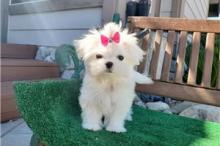 Puppies for sale maltese - Ireland, Dublin, bray