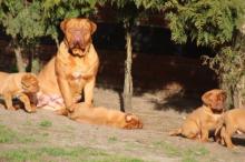 Puppies for sale , dogue de bordeaux  - Belgium, Antwerp. Price 10 €