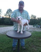 Puppies for sale other breed, dogo argentino  - United Kingdom, Edinburgh