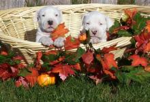 Puppies for sale other breed, dogo argentino puppies - United Kingdom, Birmingham. Price 200 €