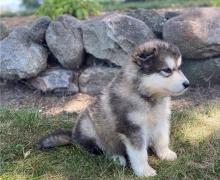 Puppies for sale , alaskan malamute - Malta, Valletta