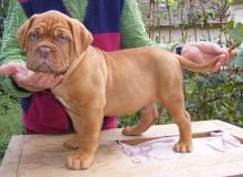 Puppies for sale bordeaux dog - United Kingdom, Esek