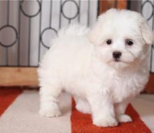 Puppies for sale maltese - United Kingdom, St. Helens