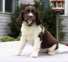 Puppies for sale english springer spaniel - Sweden, Esbjerg. Price 10 €