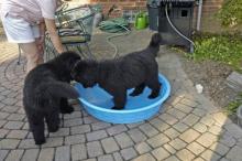 Puppies for sale newfoundland - Bulgaria, Pleven. Price 10 €
