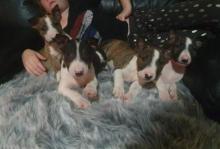 Puppies for sale bull terrier - Netherlands, Rotterdam. Price 10 €