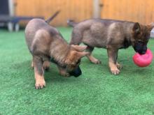 Puppies for sale german dog - Cyprus, Ayia Napa. Price 10 €